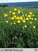 Trollius europaeus (pełnik europejski)