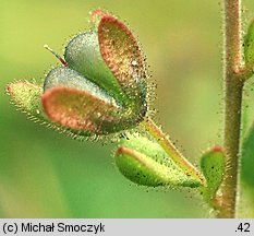 Veronica triphyllos (przetacznik trójlistkowy)