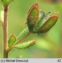 Veronica triphyllos (przetacznik trójlistkowy)