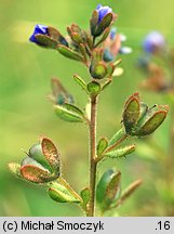 Veronica triphyllos (przetacznik trójlistkowy)