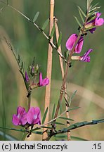 Vicia angustifolia (wyka wąskolistna)