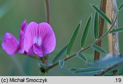 Vicia angustifolia (wyka wąskolistna)