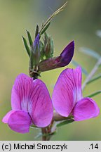 Vicia angustifolia (wyka wąskolistna)