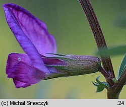 Vicia angustifolia (wyka wąskolistna)