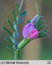 Vicia angustifolia (wyka wąskolistna)