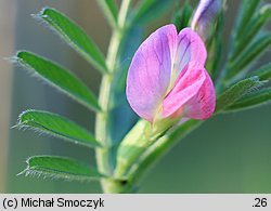 Vicia angustifolia (wyka wąskolistna)