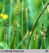 Carex davalliana (turzyca Davalla)