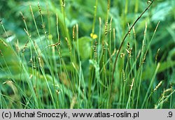 Carex davalliana (turzyca Davalla)