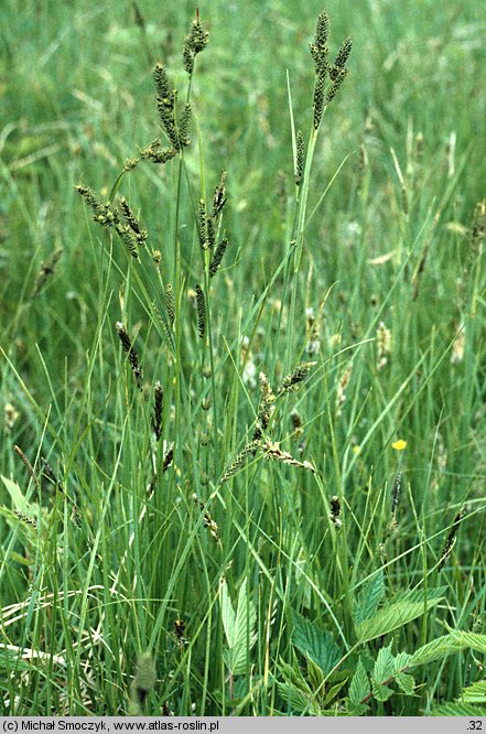 Carex hartmaniorum (turzyca Hartmana)