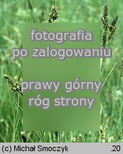 Carex hartmaniorum (turzyca Hartmana)