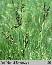 Carex hartmaniorum (turzyca Hartmana)