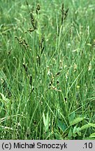 Carex hartmaniorum (turzyca Hartmana)