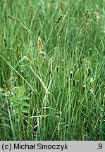 Carex hartmaniorum (turzyca Hartmana)