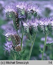 Phacelia tanacetifolia (facelia błękitna)