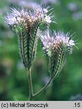 Phacelia tanacetifolia (facelia błękitna)