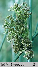 Juncus effusus (sit rozpierzchły)