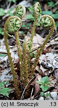 Dryopteris filix-mas (nerecznica samcza)