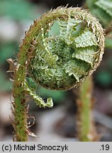 Dryopteris filix-mas (nerecznica samcza)