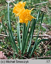 Narcissus pseudonarcissus