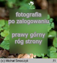 Circaea alpina (czartawa drobna)