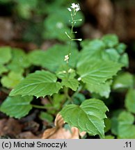 Circaea alpina (czartawa drobna)