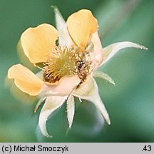 Geum ×intermedium (kuklik pośredni)