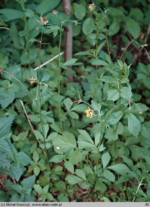 Geum ×intermedium (kuklik pośredni)