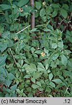 Geum ×intermedium (kuklik pośredni)