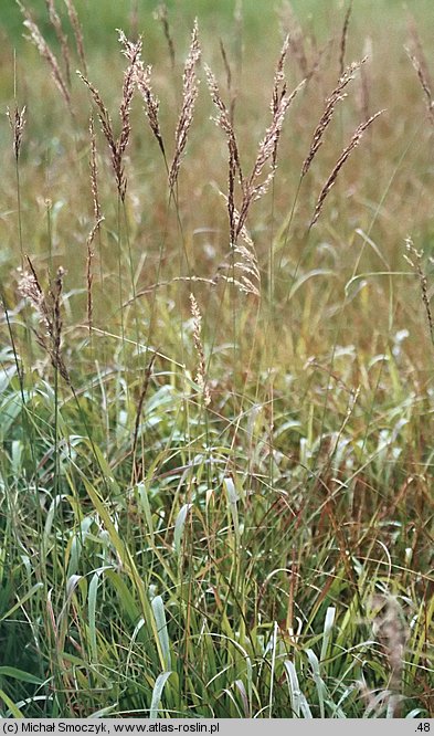 Calamagrostis canescens (trzcinnik lancetowaty)