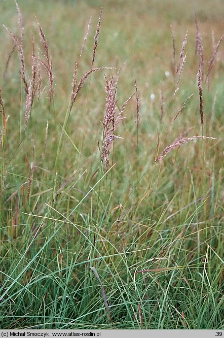 Calamagrostis canescens (trzcinnik lancetowaty)