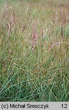 Calamagrostis canescens (trzcinnik lancetowaty)