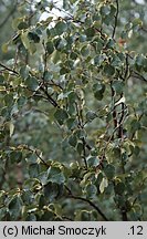 Betula pubescens (brzoza omszona)