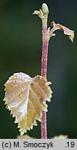 Betula pubescens (brzoza omszona)