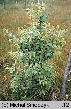 Betula pubescens (brzoza omszona)