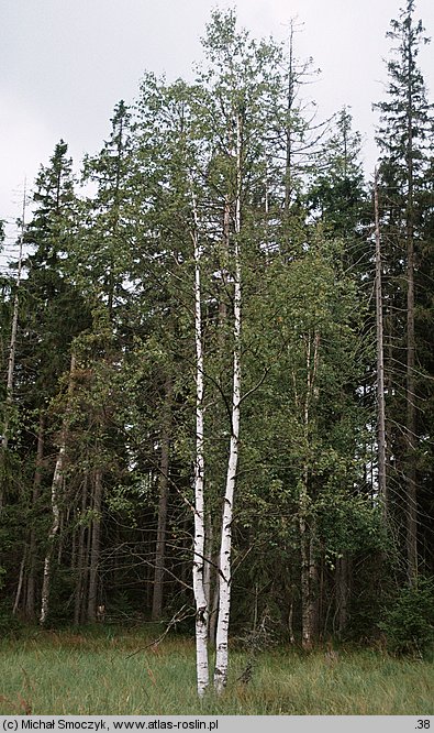 Betula pubescens (brzoza omszona)