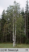 Betula pubescens (brzoza omszona)