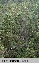 Pinus rotundata (sosna błotna)