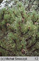 Pinus rotundata (sosna błotna)