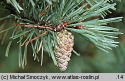 Pinus rotundata (sosna błotna)