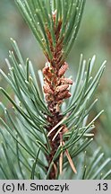 Pinus rotundata (sosna błotna)