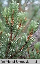 Pinus rotundata (sosna błotna)