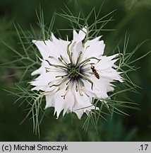 Nigella damascena (czarnuszka damasceńska)