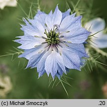 Nigella damascena (czarnuszka damasceńska)