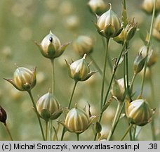 Linum usitatissimum (len zwyczajny)