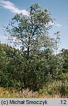 Salix alba (wierzba biała)