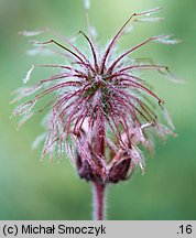 Geum rivale (kuklik zwisły)