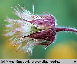 Geum rivale (kuklik zwisły)