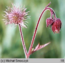 Geum rivale (kuklik zwisły)