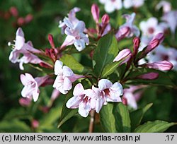 Weigela (krzewuszka)