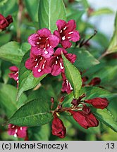 Weigela (krzewuszka)